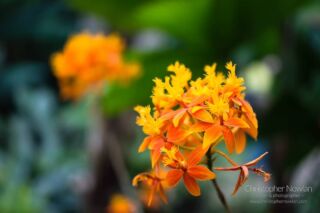 "Flames"

#Flower #Orange #Yellow #Garden #Belmont #NorthCarolina #NC