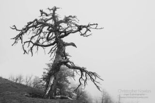 "Do Not Go Gentle"

There's just something irresistible about a beautifully gnarled tree standing alone.

#northcarolina #nc #blueridgeparkway #blueridgemountains #sonyalpha #sonya7ii #sony1635f4 #appalachia #blackandwhite #monochrome #tree